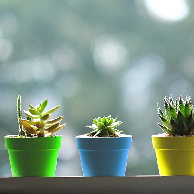 PURPLE STAR 1N 25 Packs Cupcake Plant Nursery Pots with Humidity Dome-Small Flower Pots for Kids-Planting Containers Cups for Indoor Outdoor Plant Succulent Display (Mixed Color)