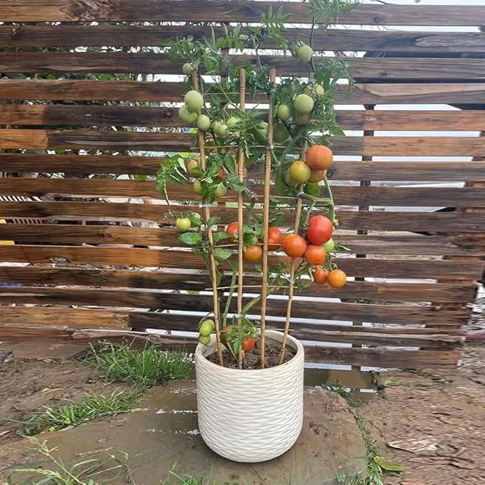Natural Bamboo Trellis, 4Feet,3Pack,Fan-Shaped Plant Support Trellis for Outdoor and Indoor Potted Climbing Plants,Vegetables, Cucumber, Tomato, Hoya,