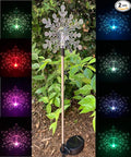 Solar Powered Garden Stake LED Light, Set of 2 (Flat X2)
