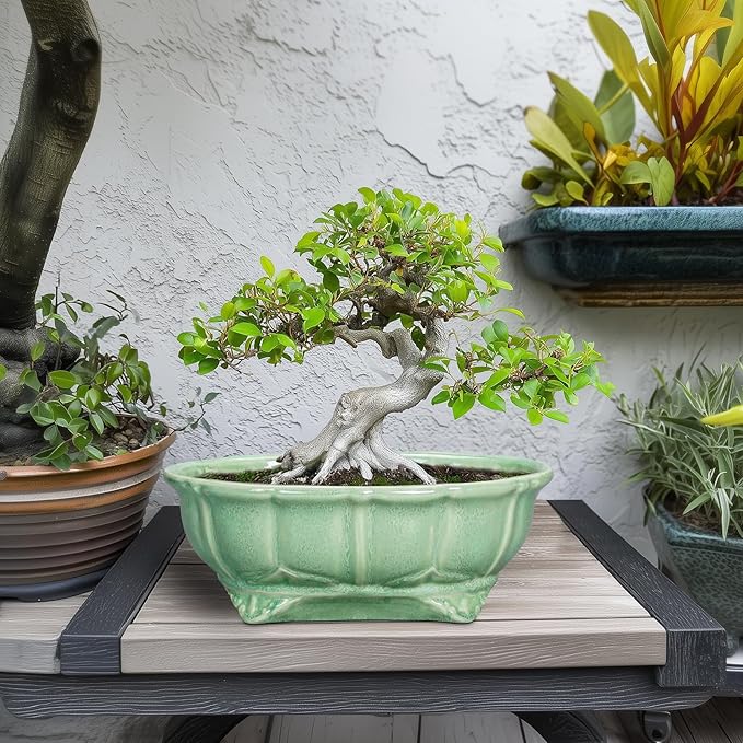 Bonsai Pots 11 Inch - Ceramic Succulent Pots with Drainage Hole, Oval Planter for Indoor Outdoor, Decorative Ceramic Flower Pot, Home Garden Room Decor, Plant Lover Gifts, Green