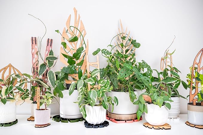 Treleaf Zella Grande Starter Kit – Wooden Extendable Plant Trellis for Indoor Climbing Houseplants – Modular Plant Support with 2 Bases + 2 Extensions - Moss Pole Alternative
